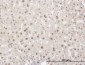 ELAVL1 Antibody (monoclonal) (M02)